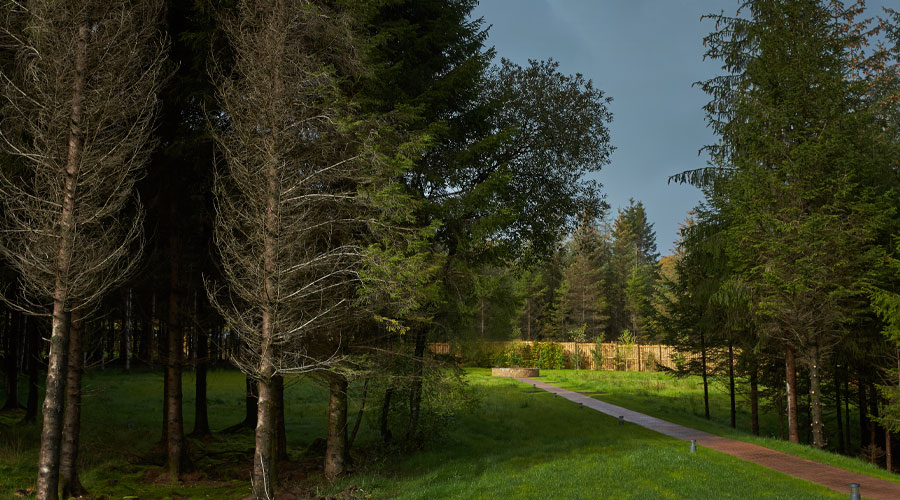 Path through the forest