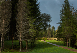 Path through the forest