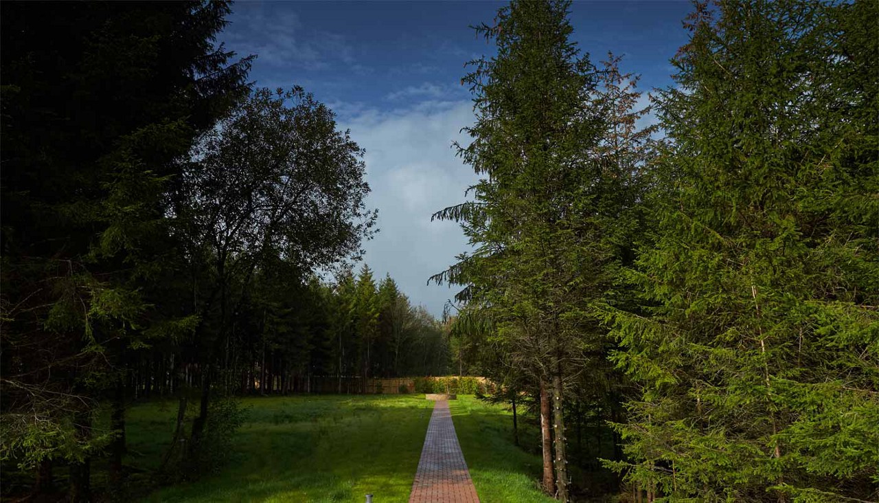 Path through the forest.